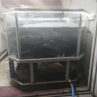 فروش ماهی قزل الا.|ماهی|نورآباد ممسنی, |دیوار