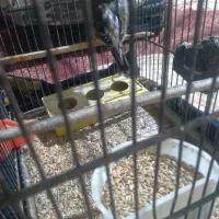 جوجه سهره قناری نر|پرنده|اردبیل, |دیوار