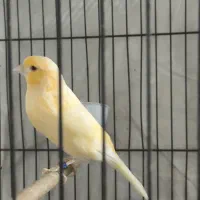 فروش دو عدد قناری ..نر و‌ماده|پرنده|بندر ماهشهر, |دیوار