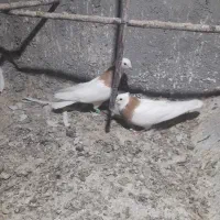 جفت طوقی زرد کاکلی