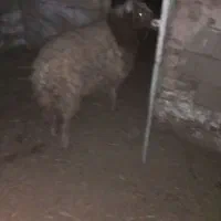 قوچ دو رگه|حیوانات مزرعه|سبزوار, رباط|دیوار