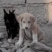 سگ عراقی واگذاری|سگ|مشگین شهر, |دیوار