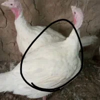 بوقلمون گوشتی