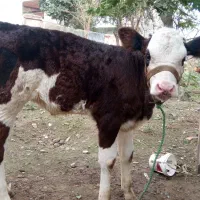 گوساله ماده مونت|حیوانات مزرعه|سیمین شهر, |دیوار