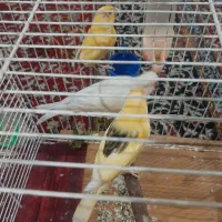 قناری درشیبان