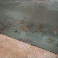 بچه ماهی کوی زینتی دو تا سه بند انگشت