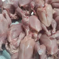 تلفات مرغ برای سگ گربه