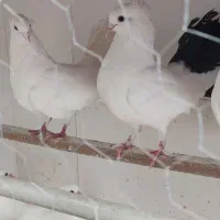 یه جفت کبوتر دم چتری تخم گذار