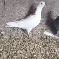 کبوتر گرفتنی|پرنده|نقده, |دیوار