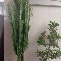 فروش گلهای خانگی