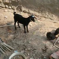 ۲ عدد کهر نر چاق سالم سرحال دوقلو هستن|حیوانات مزرعه|تخت, |دیوار