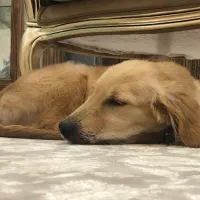 گلدن رتریور دارچینی