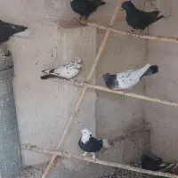 کفتر عالی