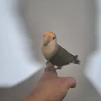 طوطی برزیلی نر|پرنده|بجنورد, |دیوار