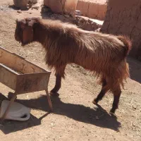 گوسفند