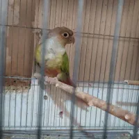 گرینچیک ماده جوجه بده