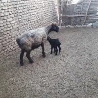 گوسفند بره دار ماده ترکمن ۳ تا دندان شکسته