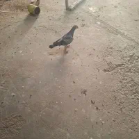 مسافتی|پرنده|مشهد, نوید|دیوار