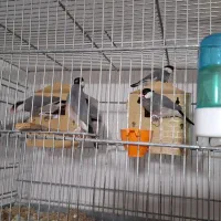 فنج نرگسی|پرنده|سمنان, |دیوار