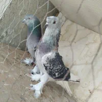 کبوترعطیقه|پرنده|ایرانشهر, |دیوار