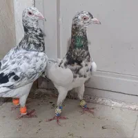 کبوترطوقی و هفرنگ