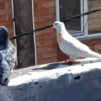 یک جوفت کبوتر