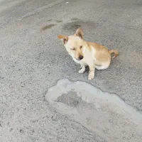 سگ پیدا شده
