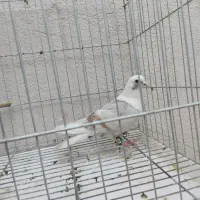 مخمل سرور . زرد