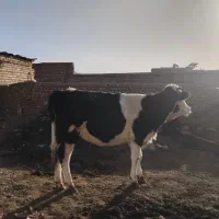 تلیسه آبستن