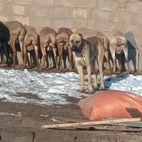 سگ گله|سگ|تربت جام, کشتارگاه|دیوار