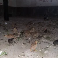 جوجه گلین و رسمی