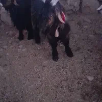 بیگ دوبری و تخمی|حیوانات مزرعه|ایذه, |دیوار