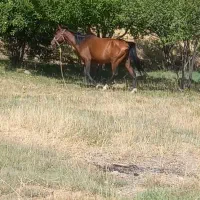 مادیان با کره یک ساله|اسب و تجهیزات اسبسواری|خرمآباد, |دیوار