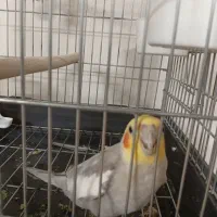 عروس هلندی نر سخنگو|پرنده|تهران, باغ خزانه|دیوار