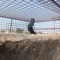 کبوتر ماده سینه سیاه