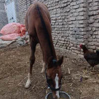 کره اسب نریون|اسب و تجهیزات اسبسواری|بومهن, |دیوار