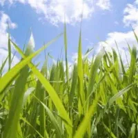 کاشت چمن و هرس درخت