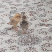 جوجه کاکلی