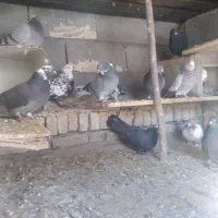 کفتر|پرنده|فارسان, |دیوار