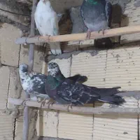 کبوتر پرشی
