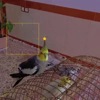 عروس هلندی|پرنده|نقده, |دیوار