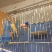 مرغ عشق قناری فنج|پرنده|تاکستان, |دیوار