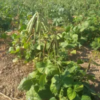 کاه ماشک درجه یک امسال