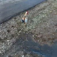 دوعدد خروس کردی|حیوانات مزرعه|ماهیدشت, |دیوار