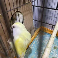 طوطی برزیلی لیمویی نر و‌ماده