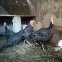 بوقلمون|حیوانات مزرعه|اردکان, |دیوار