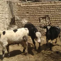 گوساله نر مونت