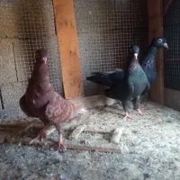 کبوتر قهواه ای