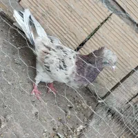 سور نر