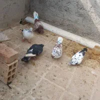 کبوتر اوچان|پرنده|پارس‌آباد, |دیوار